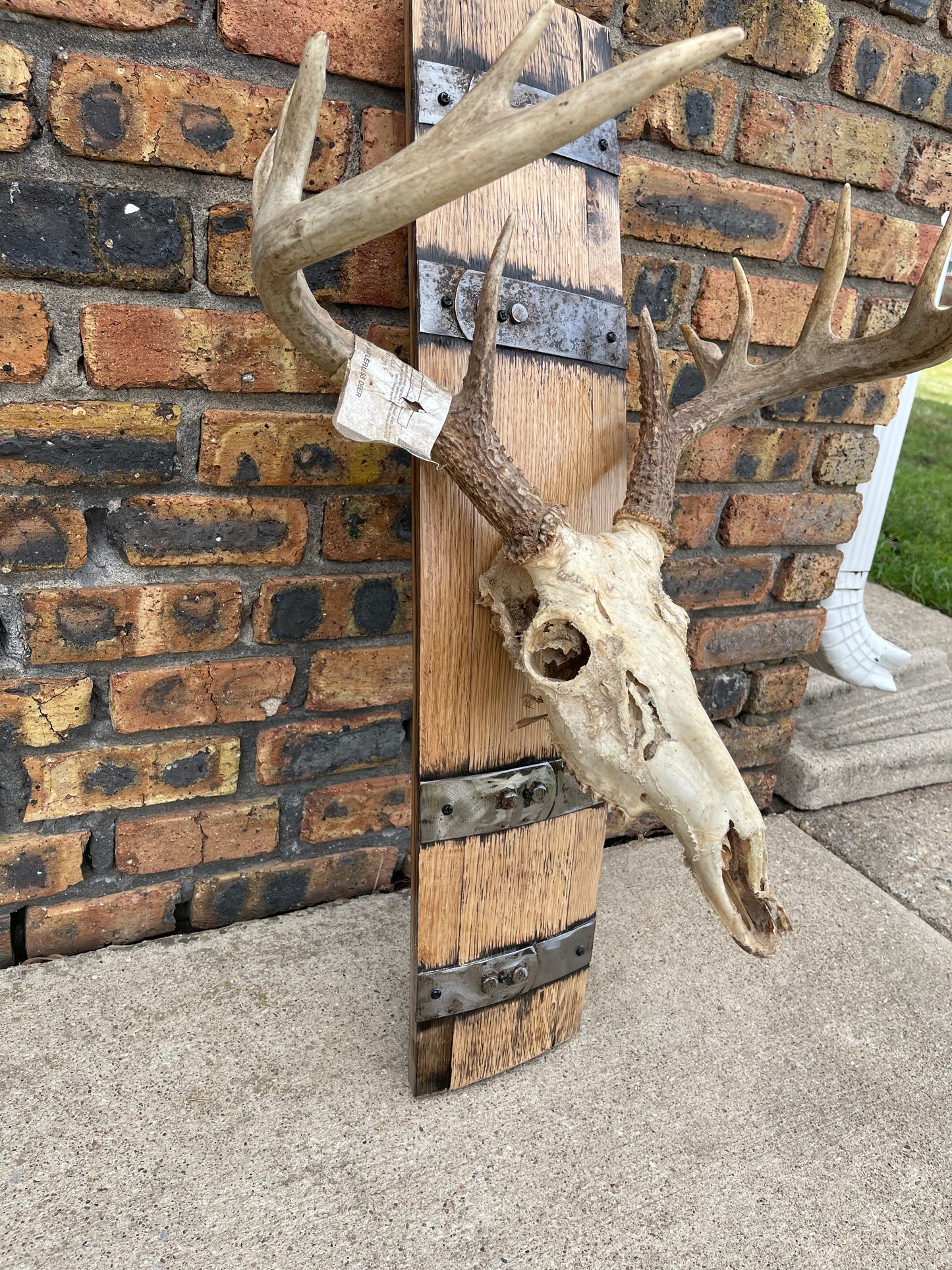 Barrel Stave Deer Skull Mount